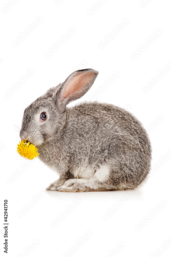 Obraz premium Gray rabbit eating dandelion