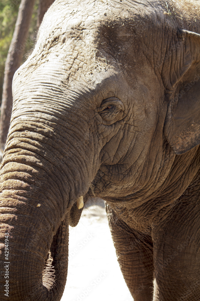 Fototapeta premium Eléphant