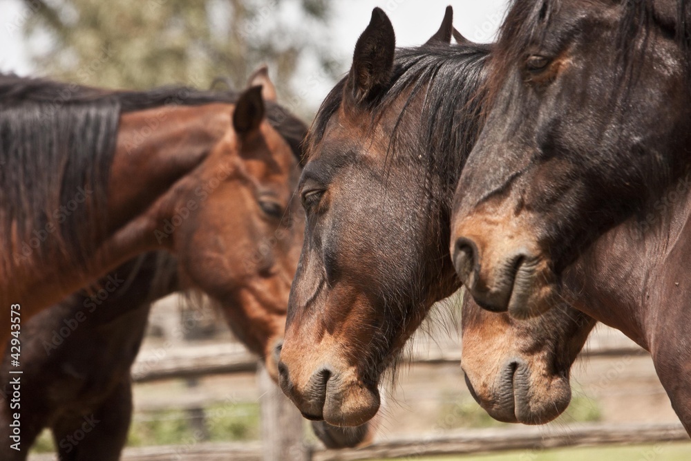 Obraz premium Cavallo maremmano, Parco dell'Uccellina, Toscana