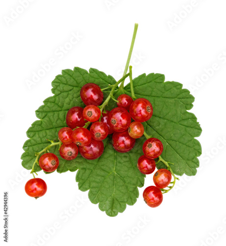 Red Currants isolated