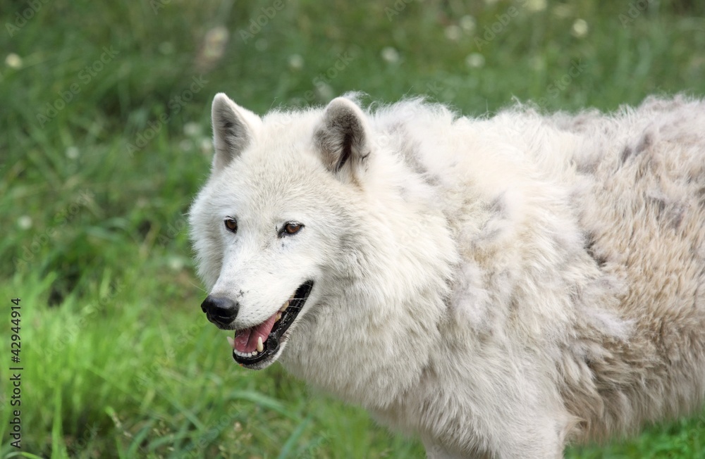 loup arctique