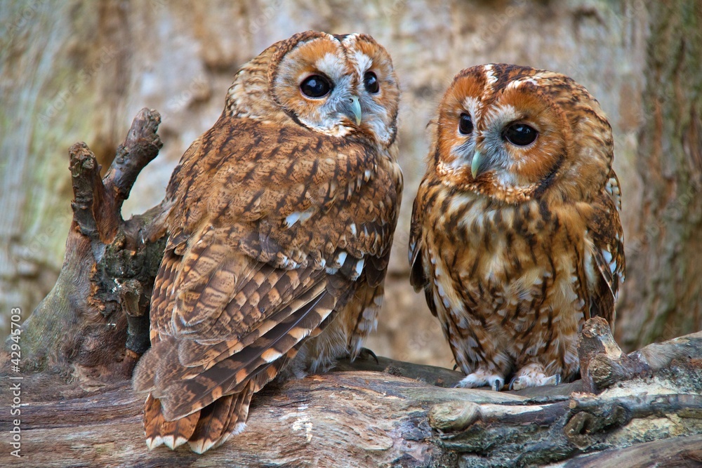 Tawny Owls - obrazy, fototapety, plakaty 