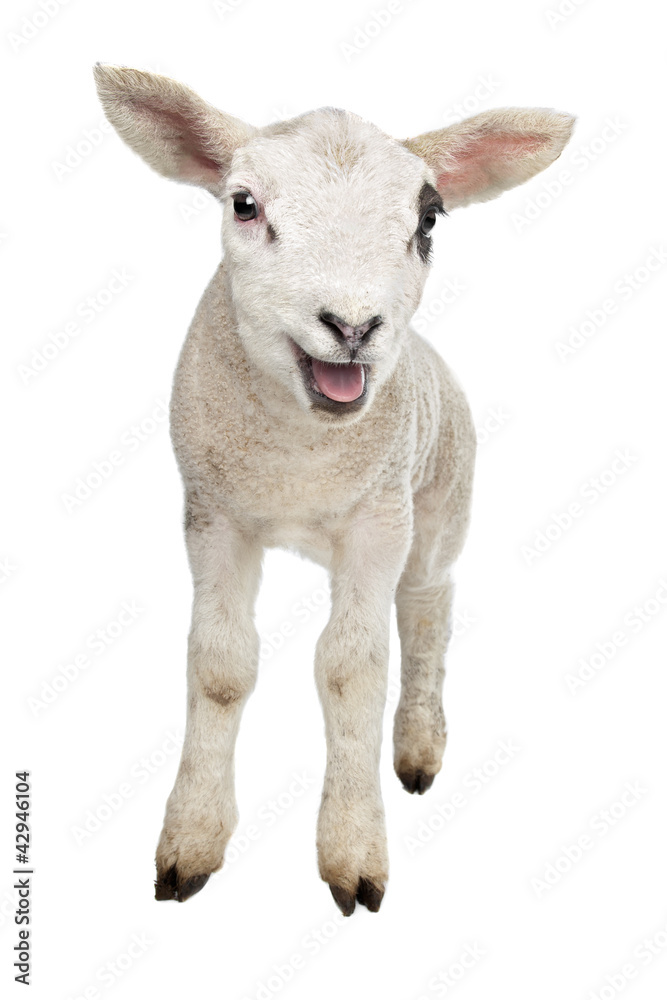Fototapeta premium Lamb