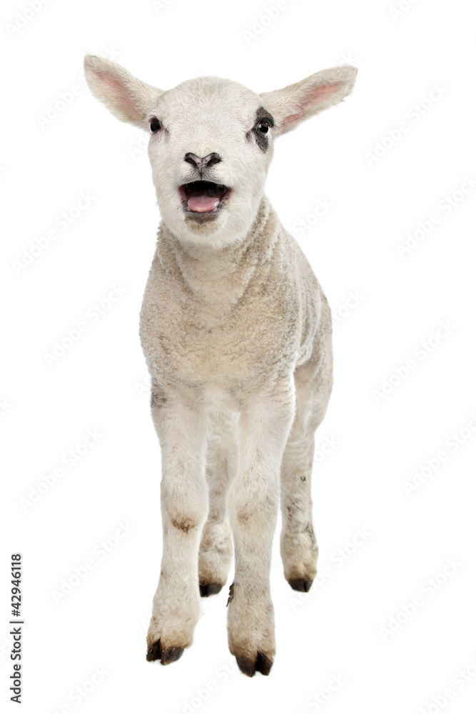 Fototapeta premium Lamb