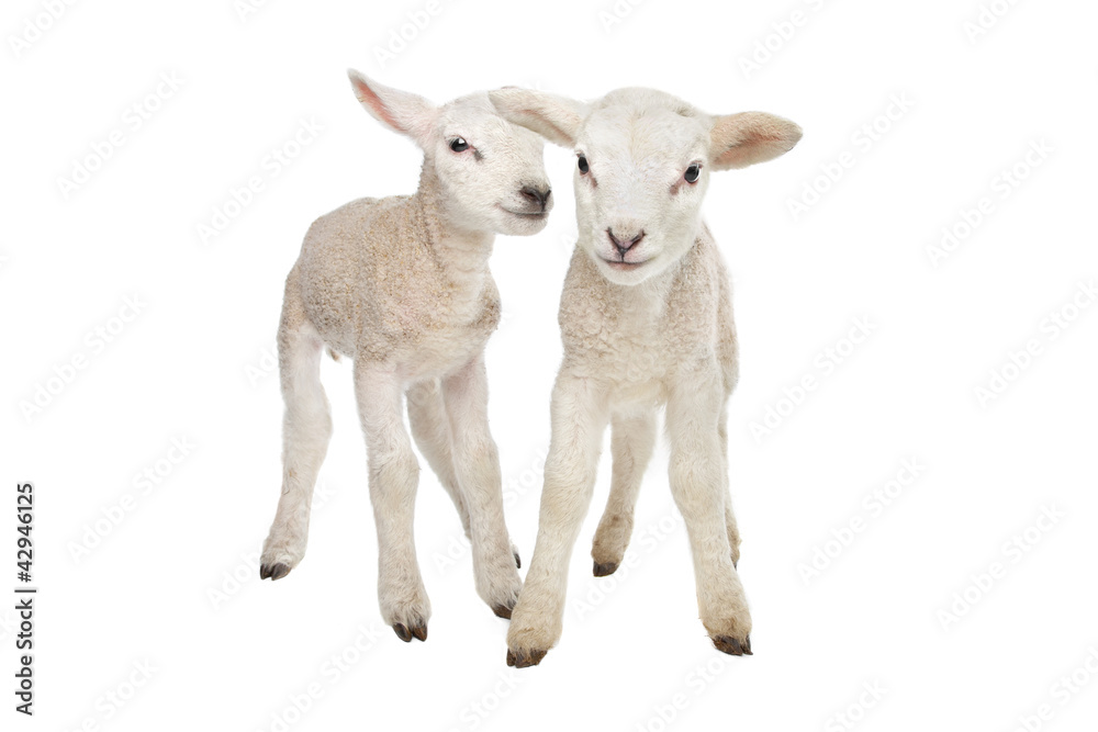 Naklejka premium Two little lambs