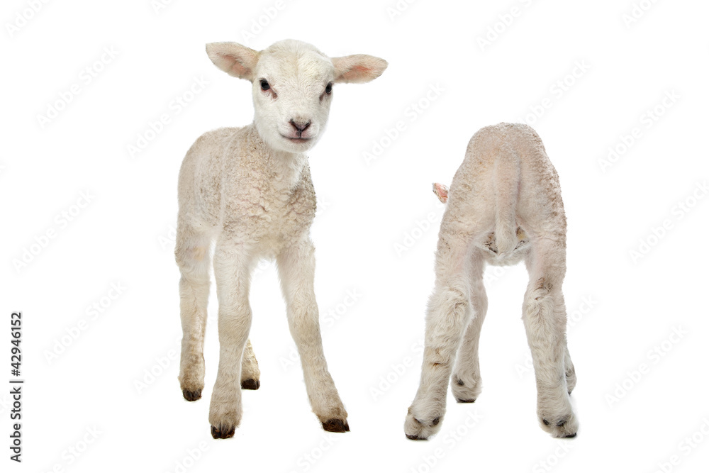 Two little lambs Two little lambs