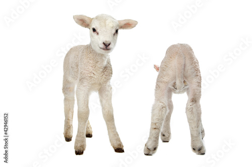 Two little lambs © Erik Lam
