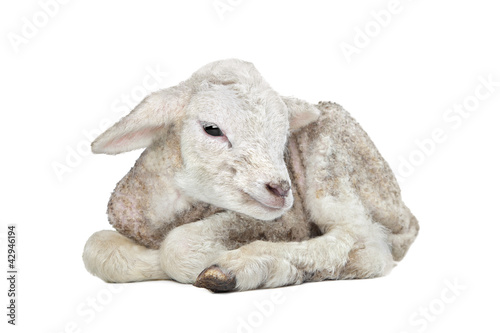 one day old Lamb