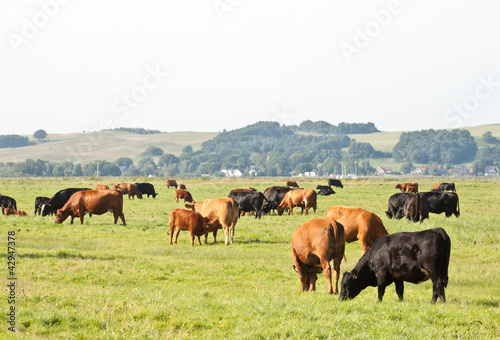 Rinderherde in Zicker