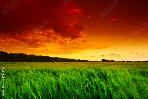 Green wheat field at sunset