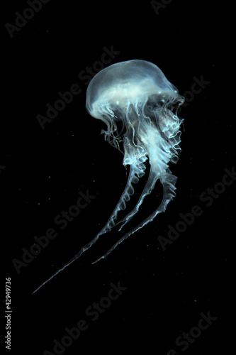 Atlantic Sea Nettle Jellyfish #42949736