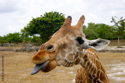 Girafe tirant la langue