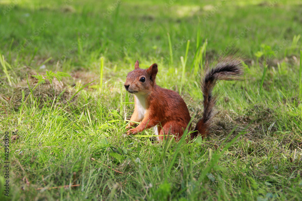 the squirrel eats nutlets
