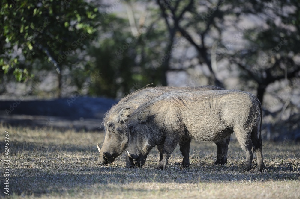 Fototapeta premium Warthog (Phacochoerus aethiopicus), Umfolosi game reserve,