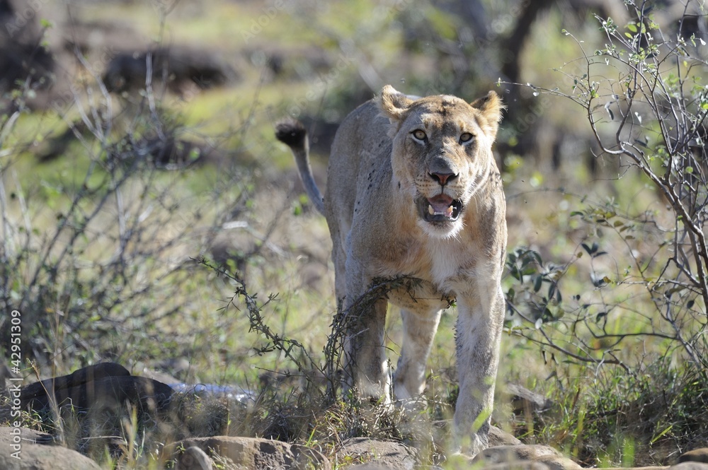 lioness (Panthera leo) stare