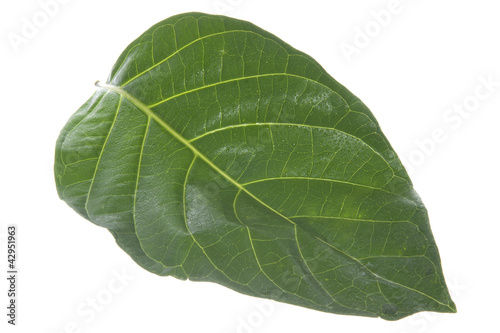 morinda citrifolia leaf © Photofollies