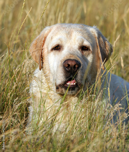 yellow labrador portrait in field