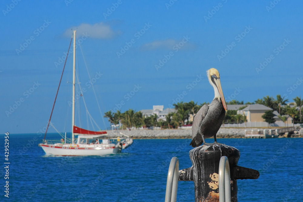 Naklejka premium Key west's Pelican
