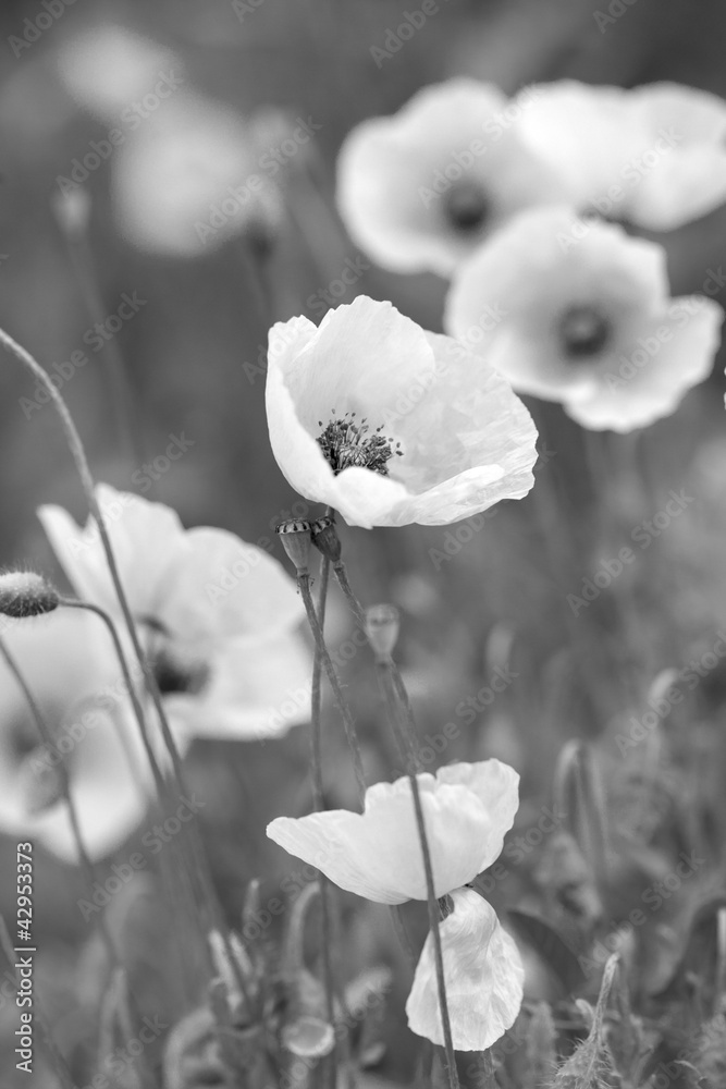Fototapeta premium White poppies on b/w field