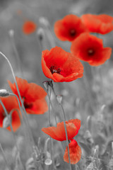 Gartenposter Blumen rote Mohnblumen auf s/w-Feld  © ZoomTeam