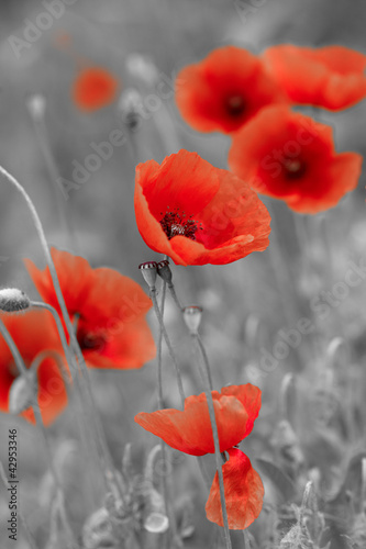 red poppies on b/w field #42953346