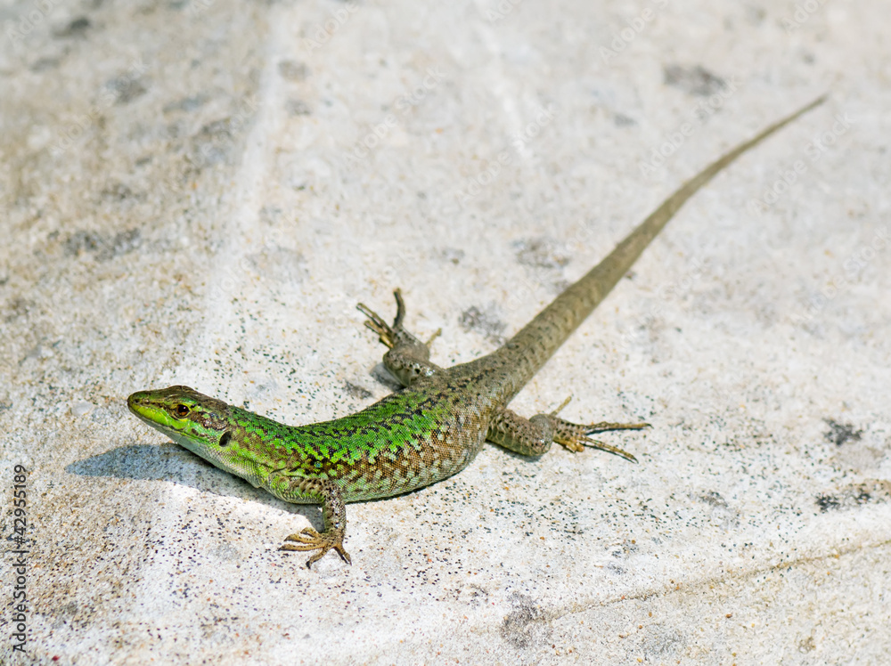 Fototapeta premium lizard's sunbath