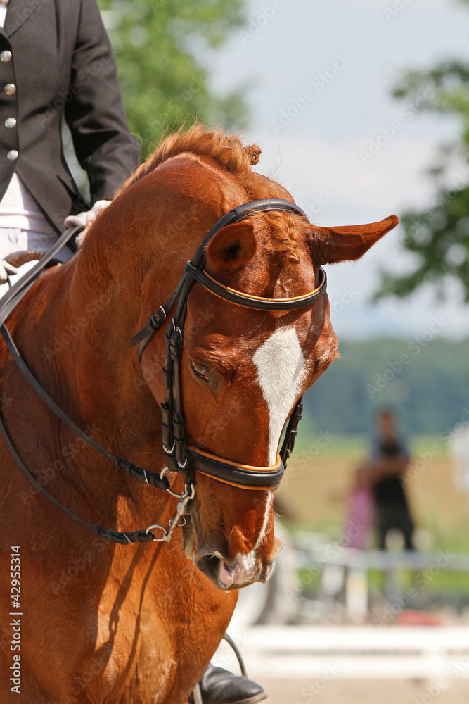 Obraz premium pferdekopf