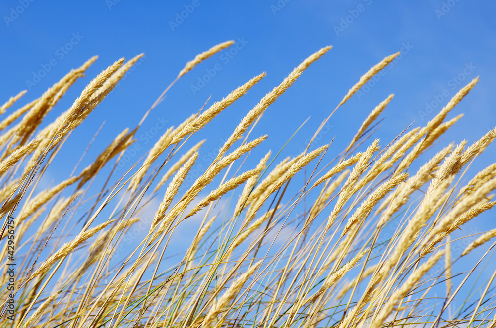 Beach Flora Beach Flora