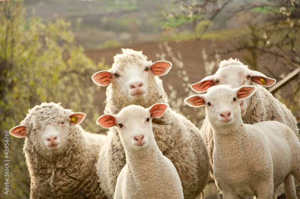 Naklejka premium Owce na pastwisku