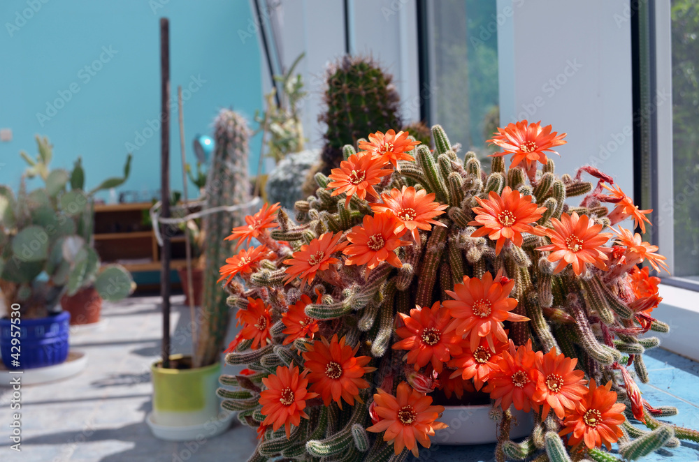 Obraz premium Torch cactus blooms flowers. Echinopsis huascha.