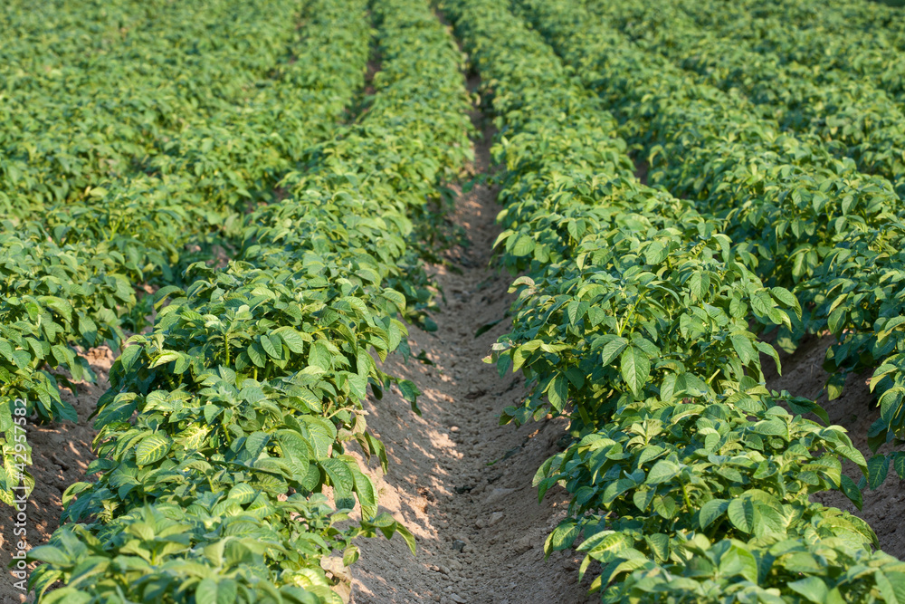 Potato field Potato field