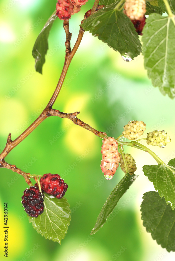 mulberry twig with fruits on bright green background mulberry twig with fruits on bright green background