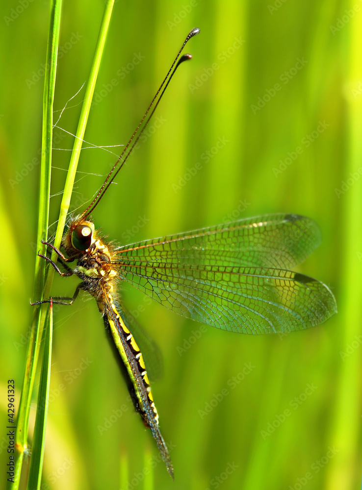 Insect on twig, Antlion