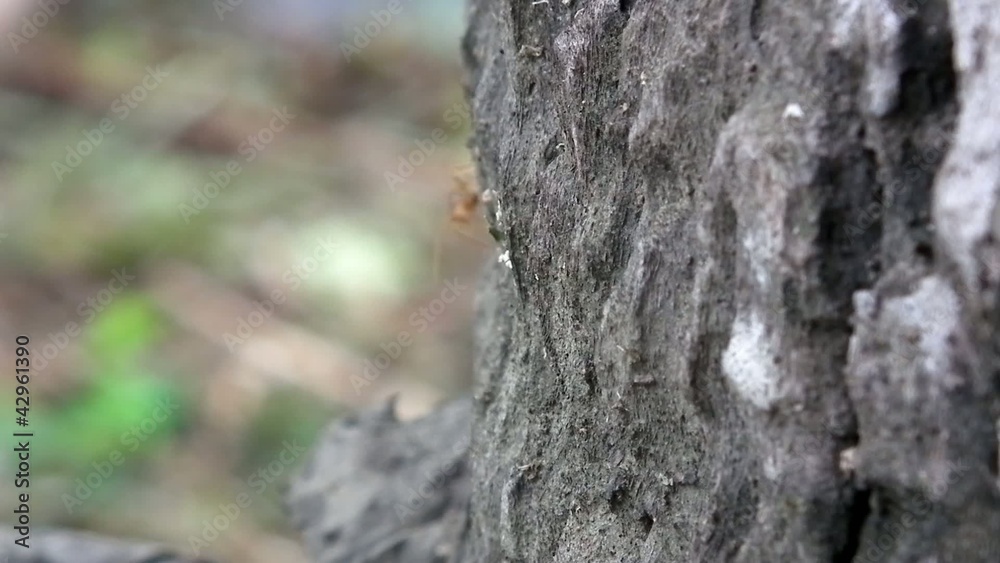 rad ants video rad ants video