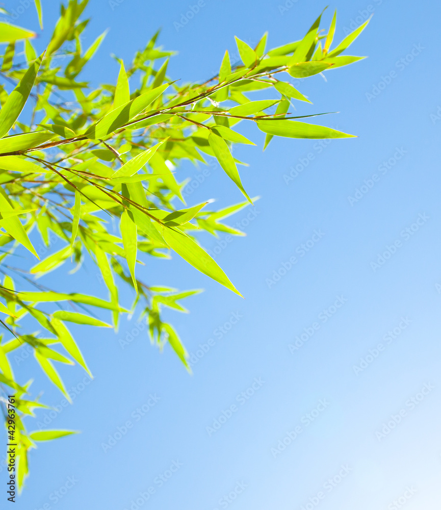 Fresh bamboo leaves border Fresh bamboo leaves border