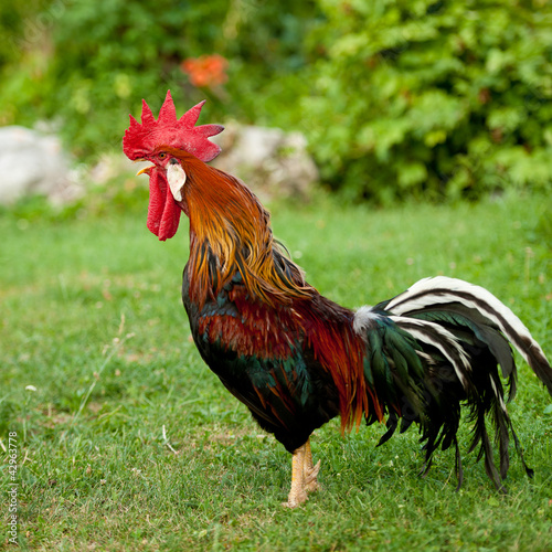 Rooster singing - cock on a grass
