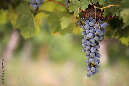 Bunch of red wine grapes on vine