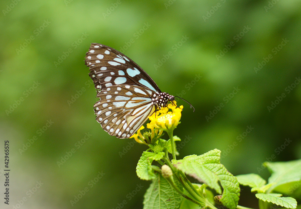 Obraz premium butterfly on a flower