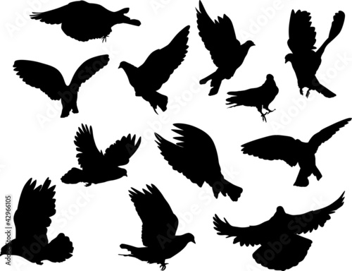 twelve pigeon silhouettes