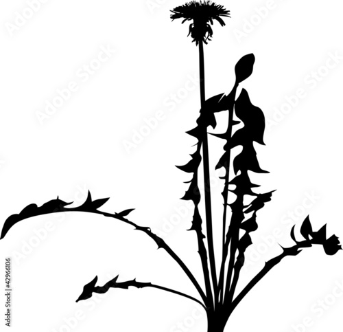 Fototapeta Naklejka Na Ścianę i Meble -  dandelion flower silhouette isolated on white