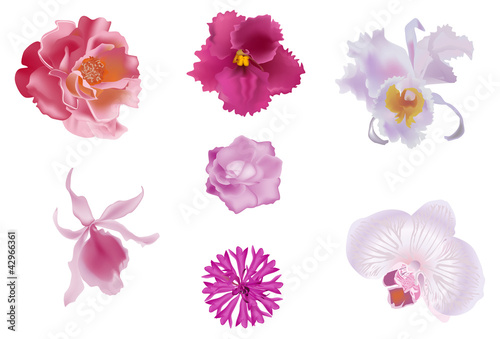Fototapeta Naklejka Na Ścianę i Meble -  set of seven pink flowers isolated on white
