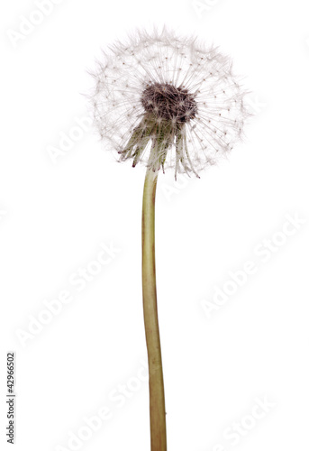 isolated white dandelion plant