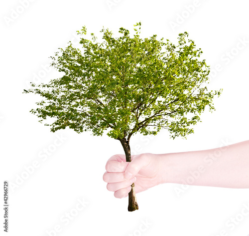 green tree in human hand isolated on white