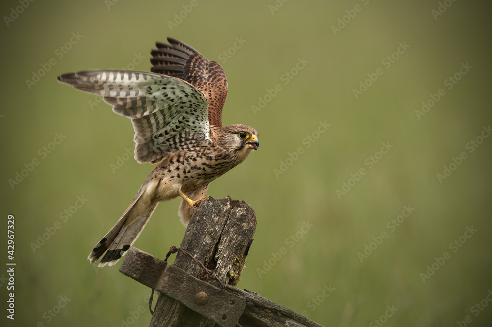 Kestrel Stock Photo | Adobe Stock