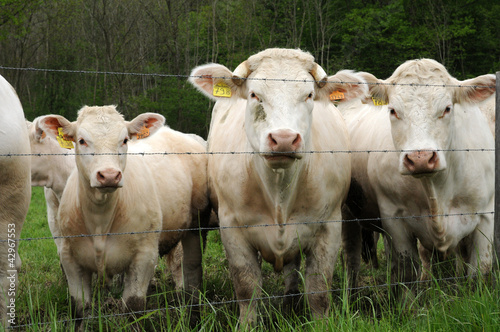 France, cows in a meadow in Les Yvelines