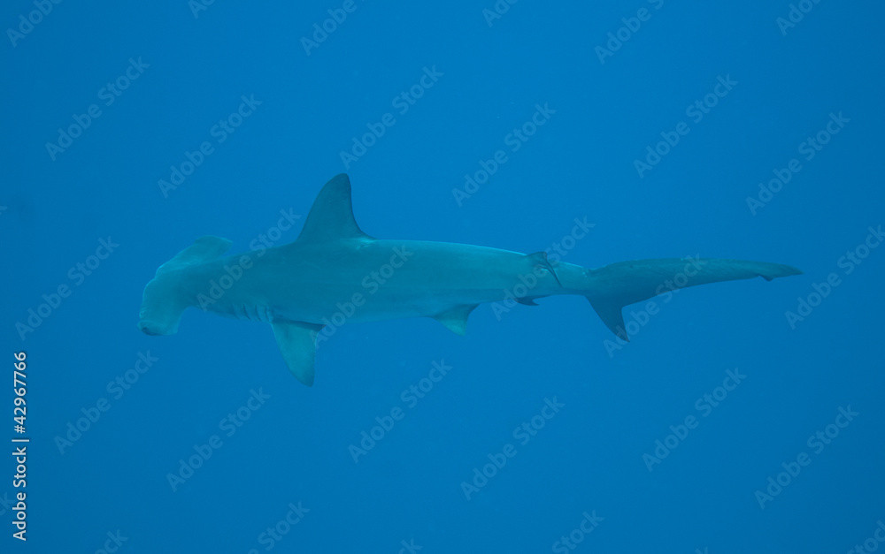 Hammerhead shark in open water
