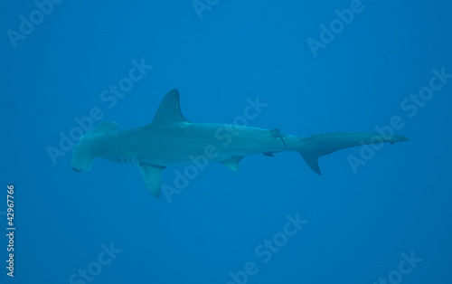 Hammerhead shark in open water