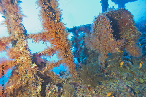 Soft coral on a shipwreck photo