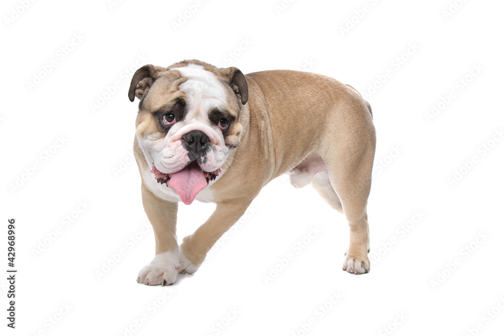 English Bulldog