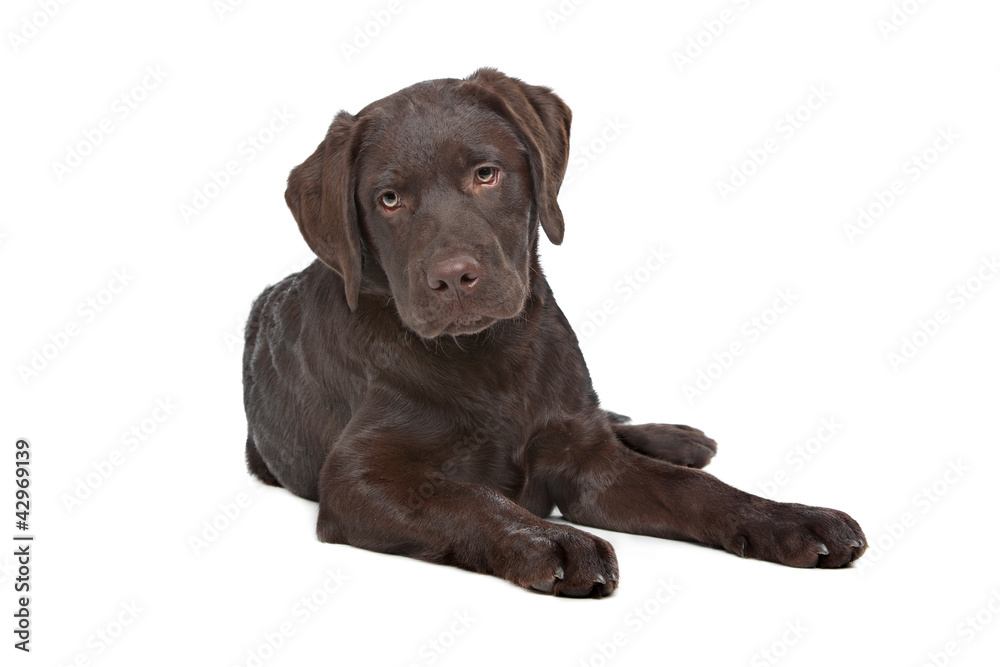 Chocolate Labrador